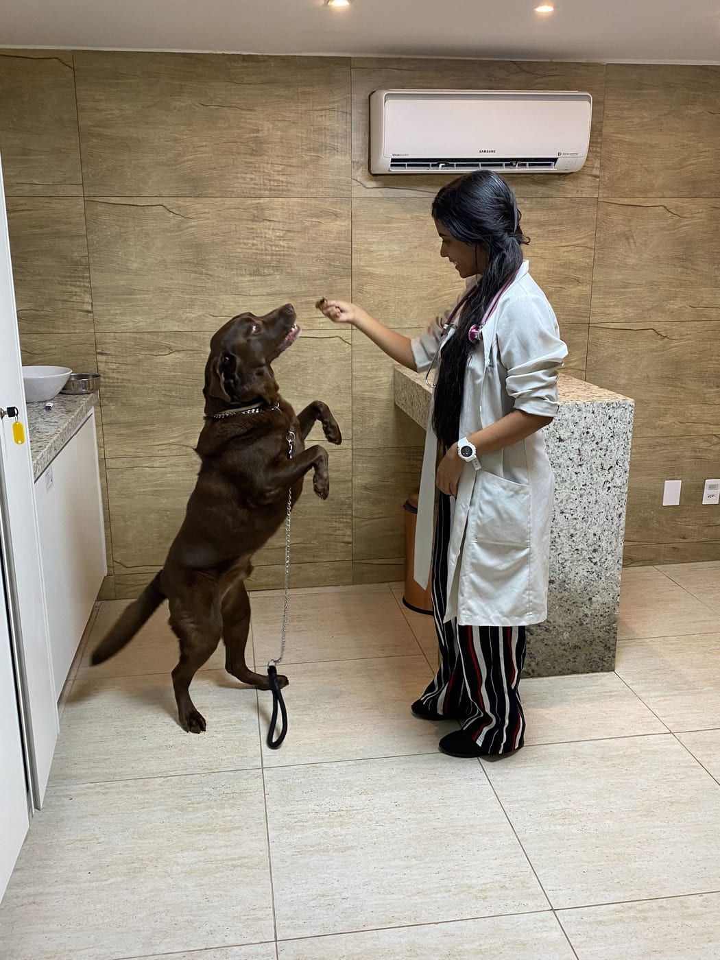 Veterinária da Movimento Animal brincando com um labrador no consultório
